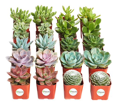 Planta Suculentas Groot