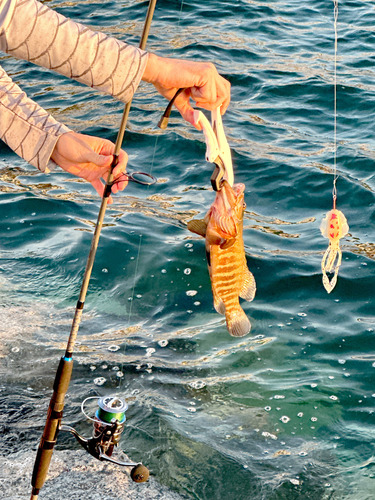 Pinzas Para Sujetar Peces Lip Gripper 16 Cm Fish Grip