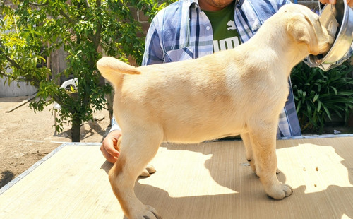 Labrador Retriever Hembra Amarilla Pedigree Internacional