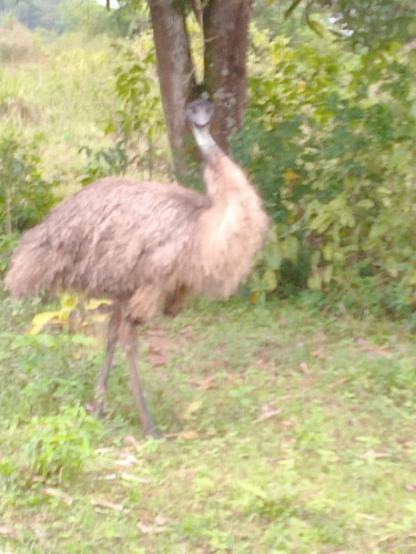 Imagem 3 de 5 de 2 Emus Adultos Machos