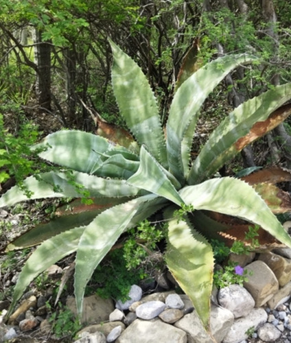 Agave Marmorata, Maguey Tepeztate,mezcalero, 10 Semillas, Nv
