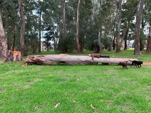 Terreno En Venta En La Colina Villa De Campo