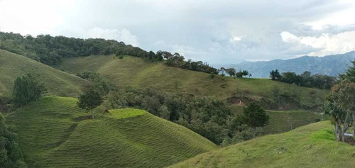 Imagen 3 de 12 de Finca En Abejorral 25 Hectáreas 900 Millones