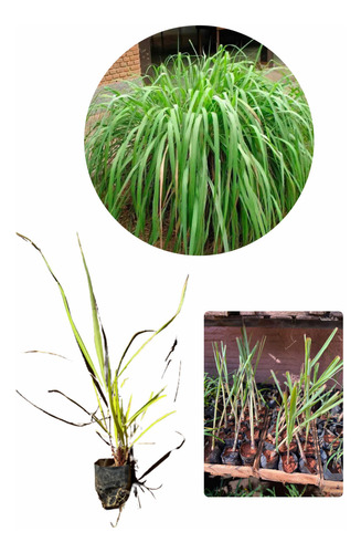 5 Muda De Citronela Repelente Natural Planta Sem Juros