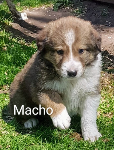 Imagen 3 de 5 de Cachorros Border Collie!pompones!!