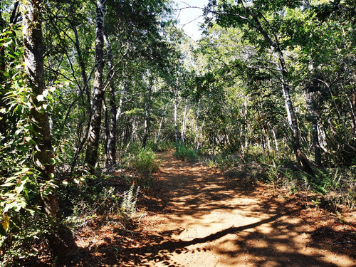Sitio En Venta En Pelluhue