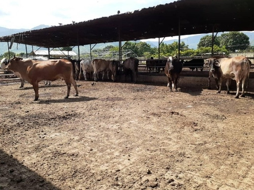 Imagen 5 de 8 de Eg Vende Granja Operativa Guacara Carabobo