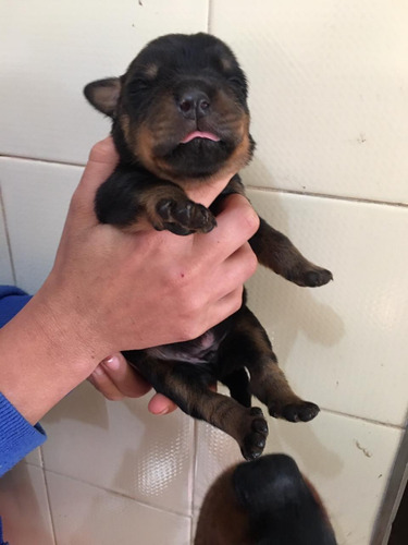 Imagem 6 de 6 de Cachorro Rottweiler