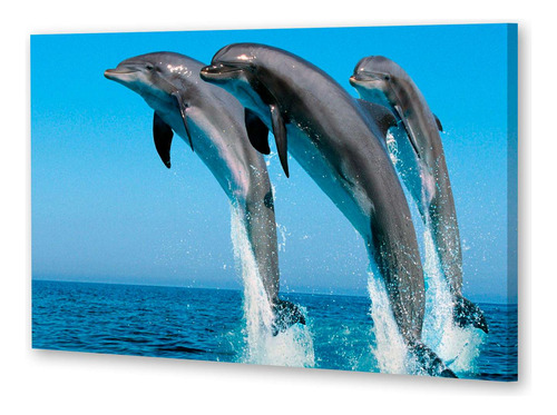 Cuadro Canvas Delfines Mar Salto Salpicando Agua