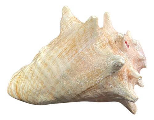 Caracol De Mar Ceremonial, Con Perforación Para Sonido