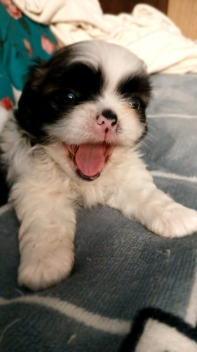 Cachorros Shih Tzu