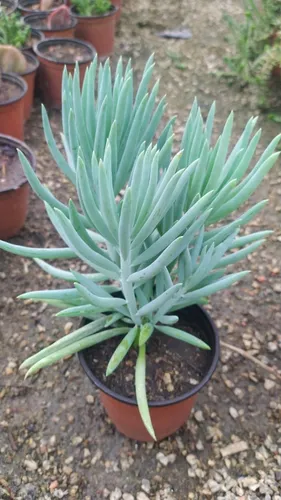 Suculenta Senecio Serpens, Bálsamo Azul, Tizas Azules