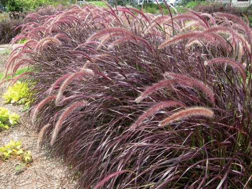 Pennisetum Setaceum, Cola De Zorro 10lts