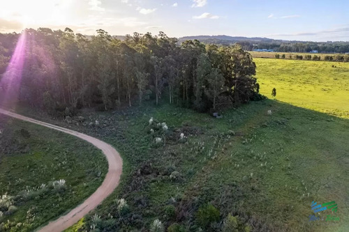Venta De Terreno De 10.000 M2 En Las Silvias, Punta Ballena