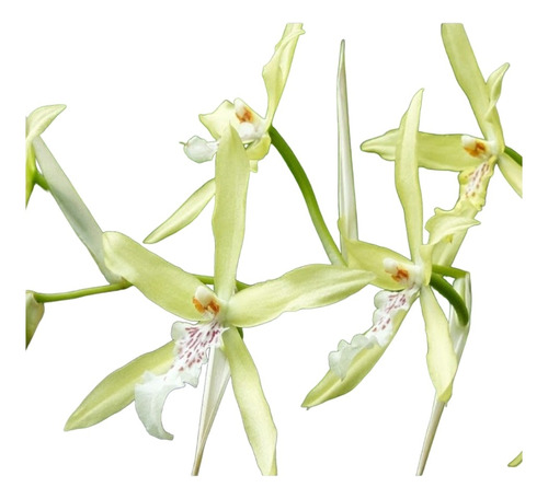Orquídeas Miltonia Flavencs
