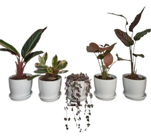 Mini Combo Plantas De Interior Pink + Maceta N12 + Plato .