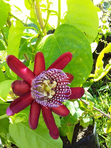 Maracuyá, Passiflora, Trepadoras, Enredaderas, Vivero