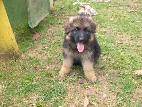 Perro Pastor Aleman Mascotas Rionegro Medellín Bogota