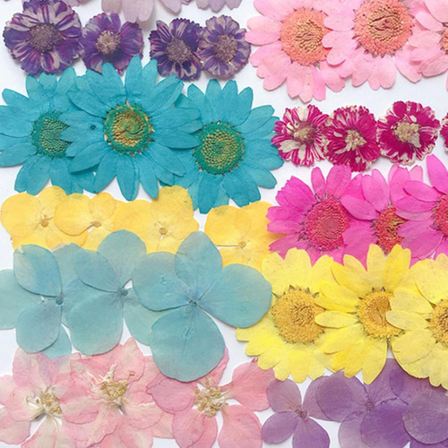 36 Piezas De Adornos De Flores Secas Prensadas Naturales