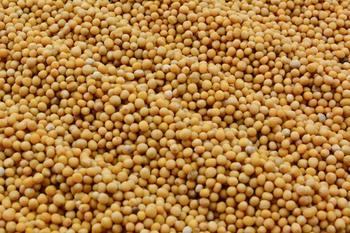 Mostaza Amarilla Semillas 1 Kilo