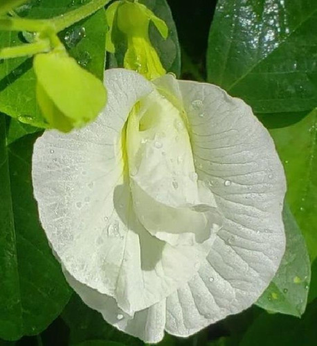 Semente Flor De Fada Branca Clitoria Albiflora P/muda E Vaso