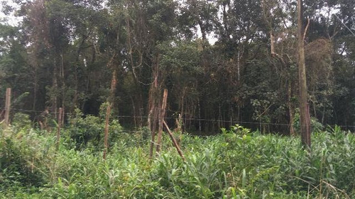 Ótimo Sítio No Jardim Mambu, Em Itanhaém