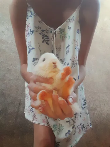 Animais Exótico - Coelho Nova Zelândia