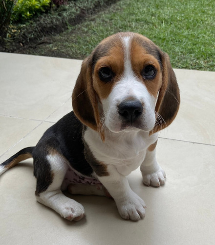 Imagen 3 de 5 de Cachorros Beagle