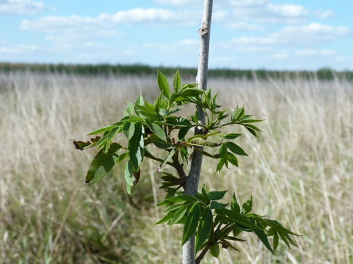 Imagen 11 de 23 de Lote 36000m2 Molino..plantas Pecan Durazno