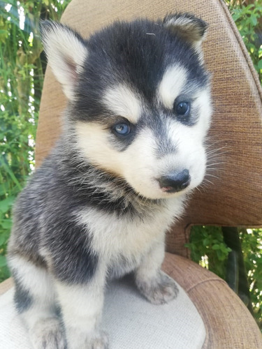 Imagen 4 de 5 de Cachorros Husky Siberiano Rionegro Bogota