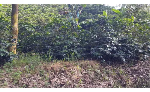 Vendo Finca Cafetera 47 Cuadras Por El Trebol Chinchina