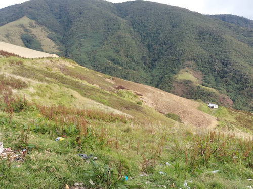 Imagen 18 de 21 de N.m. En Venta Finca En La Grita 1.500$ La Hectárea