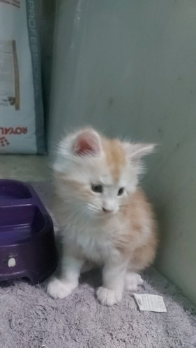 Imagem 6 de 6 de Filhote Maine Coon Macho
