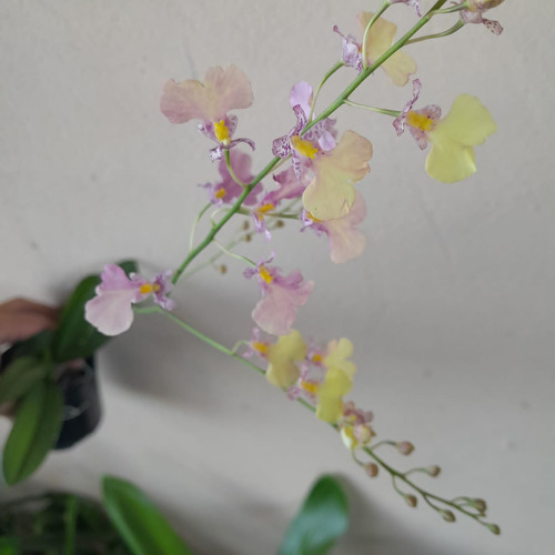 Ionopsis Popcorn Orquídea Pipoca Mini Orquídea Linda