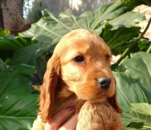 Perros De Raza Cocker Con Pedigree Mercadolibre Com Ar Perros De Raza Cocker Con Pedigree Mercadolibre Com Ar