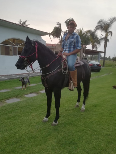 Precioso Caballo 1/4 De Milla