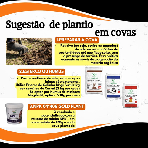 Semente Abobora Moranga Exposição Feltrin - Envelope 2g