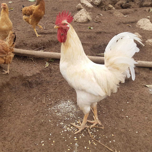 Imagem 3 de 5 de Galo Embrapa 51