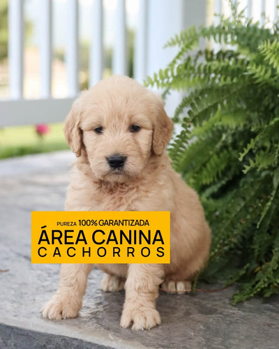 Golden Retriever 100% Puros En San Vicente - Area Canina
