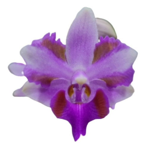 Phalaenopsis Doritis Trilabelo Planta Rara Adulta Vaso 10 