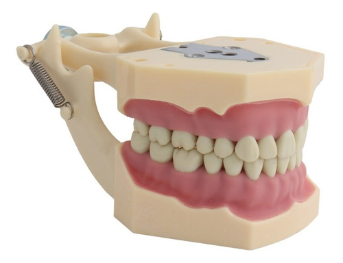 Imagen 3 de 5 de Modelo Frasaco Tipodonto 32 Dientes Desmontables Práctica