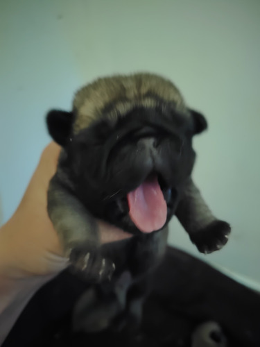 Pug