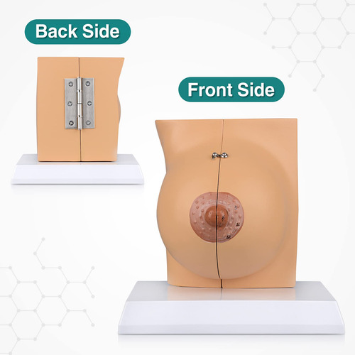 Modelo 3d Anatomico De Mama No Lactante.