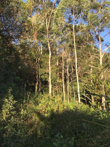 Imagem 1 de 6 de Terreno - Ribeirao Da Ilha - Ref: 1263 - V-1300
