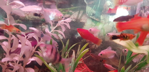 Pez Platy Velifero