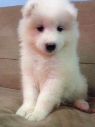 Samoyedo Lindos Bebes