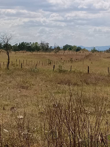 Global Ofrece En Venta Finca En Tinaquillo.edo Cojedes
