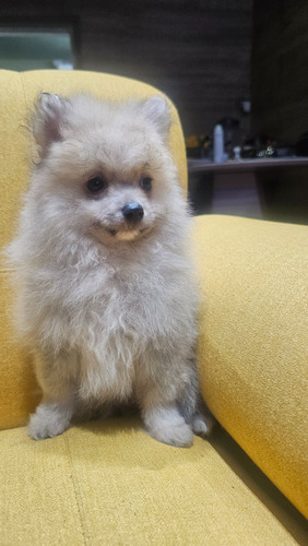 Pomerania Mini Machitos Muñecos Entrega Inmediata Vacunados