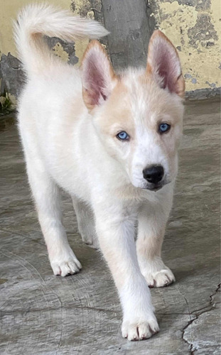 Husky Siberiano