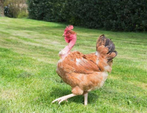 Ovos Pescoço Pelado 12 Ovos Frete Grátis